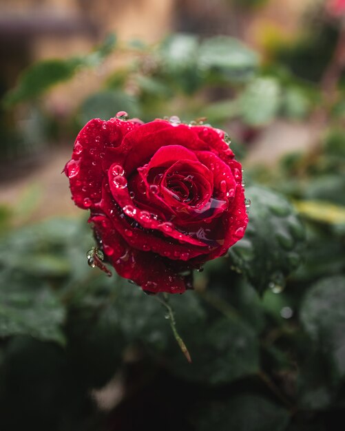 Flor rosa roja con gotas de agua