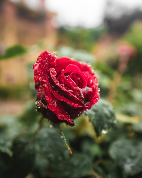 Flor rosa roja con gotas de agua