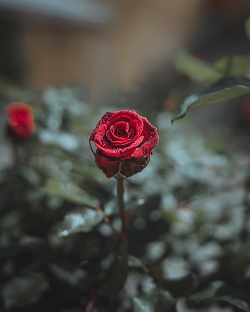 Flor rosa roja con gotas de agua