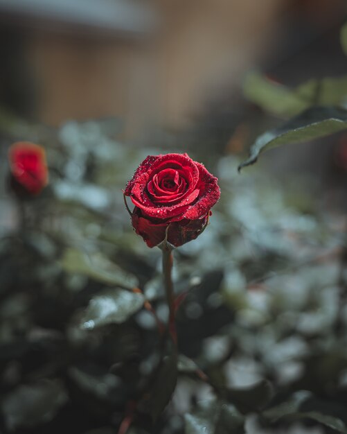 Flor rosa roja con gotas de agua