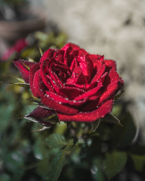 Flor rosa roja con gotas de agua