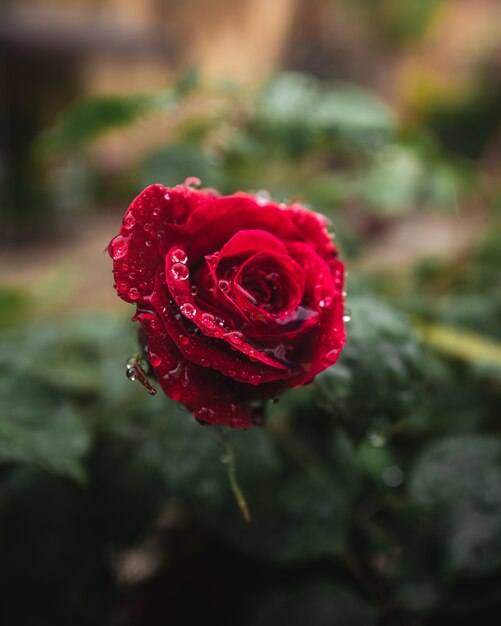 Flor rosa roja con gotas de agua