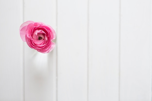 Flor rosa sobre fondo de madera