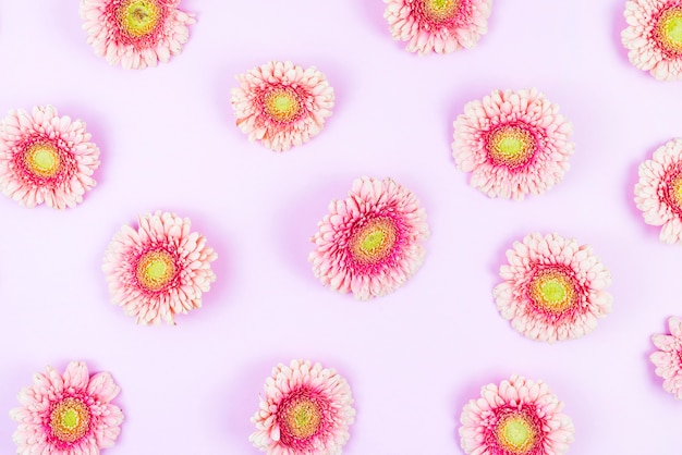 Foto gratuita flor rosada del gerbera en fondo coloreado