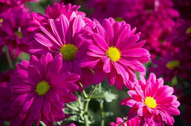 Flor rosada de la margarita de los crisantemos