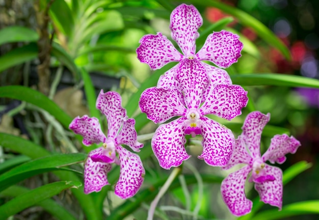 Flor rosada de la orquídea del mokara