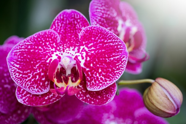 Flor rosada de la orquídea del phalaenopsis