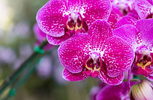 Flor rosada de la orquídea del phalaenopsis