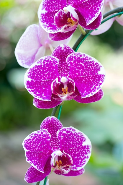 Foto gratuita flor rosada de la orquídea del phalaenopsis