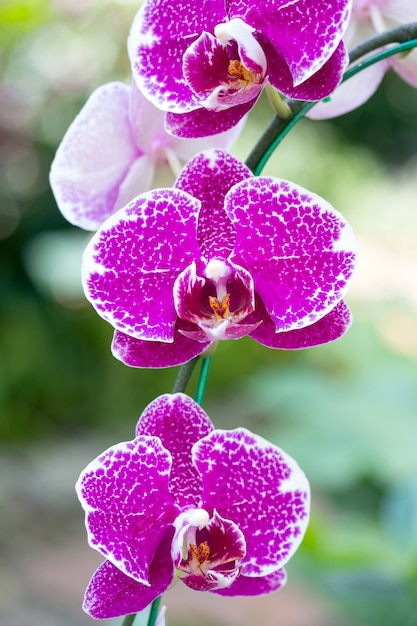 Flor rosada de la orquídea del phalaenopsis