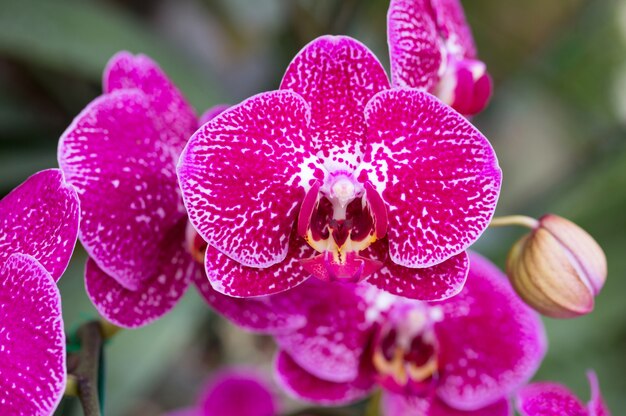Flor rosada de la orquídea del phalaenopsis