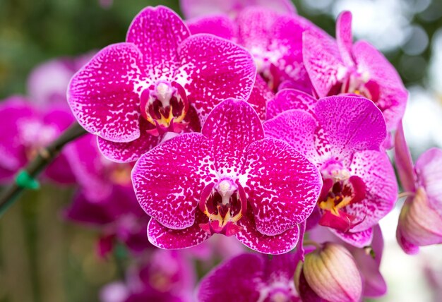 Flor rosada de la orquídea del phalaenopsis