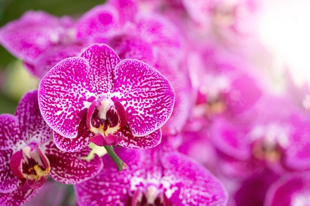 Flor rosada de la orquídea del phalaenopsis