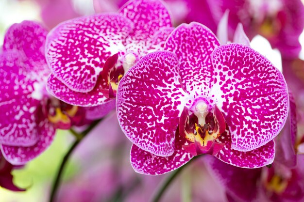 Flor rosada de la orquídea del phalaenopsis