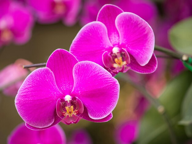 Flor rosada de la orquídea del phalaenopsis