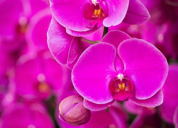 Flor rosada de la orquídea del phalaenopsis