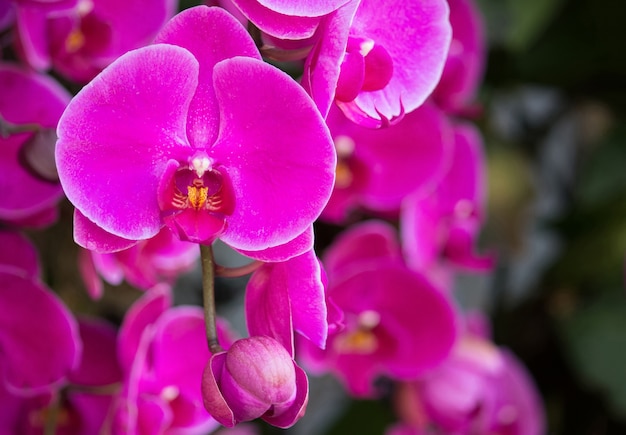 Flor rosada de la orquídea del phalaenopsis