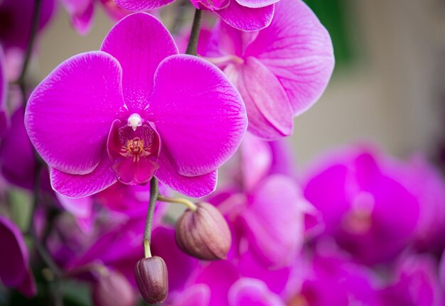 Flor rosada de la orquídea del phalaenopsis