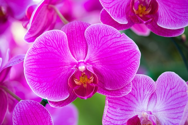 Flor rosada de la orquídea del phalaenopsis