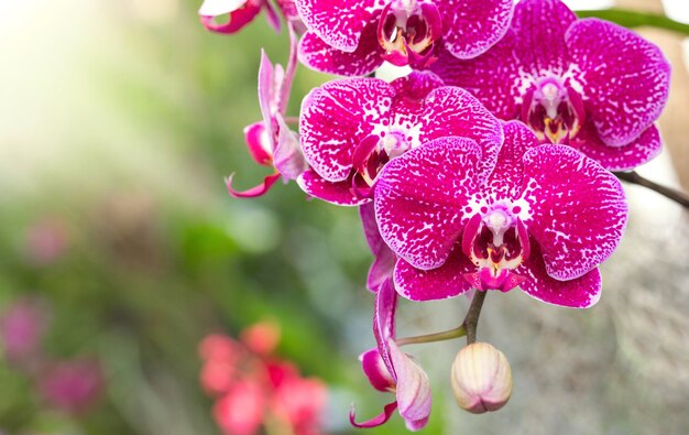 Flor rosada de la orquídea del phalaenopsis