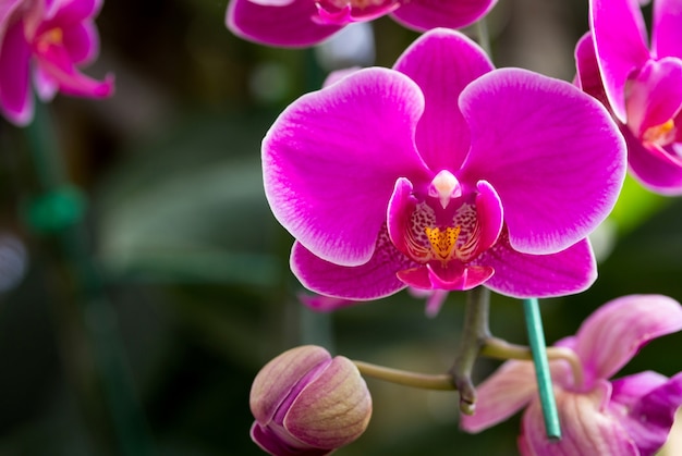 Flor rosada de la orquídea del phalaenopsis