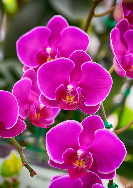 Flor rosada de la orquídea del phalaenopsis