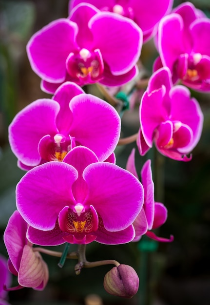 Flor rosada de la orquídea del phalaenopsis