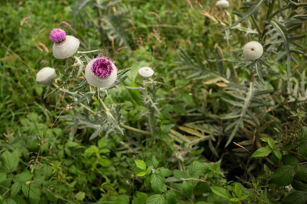 Flor silvestre de ángulo alto