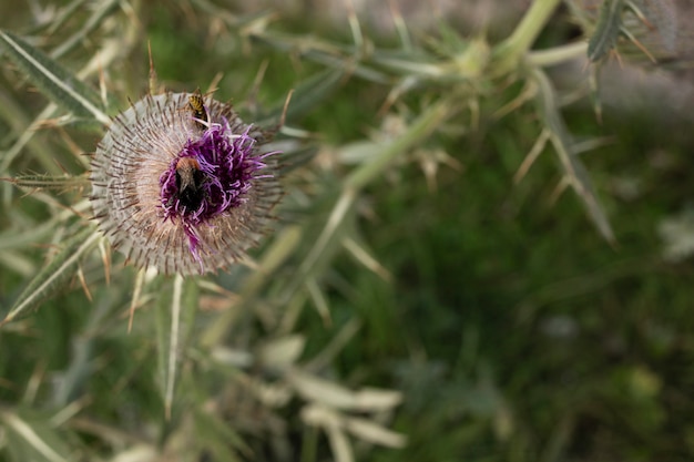 Foto gratuita flor silvestre de ángulo alto