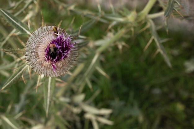 Flor silvestre de ángulo alto