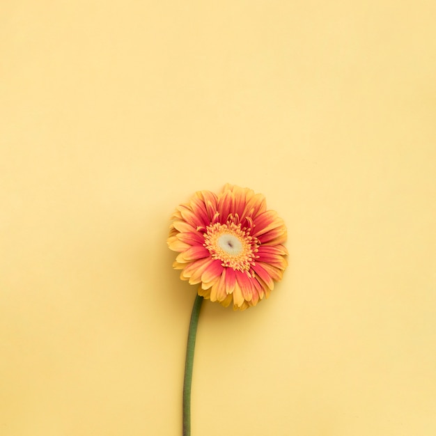 Flor sobre fondo amarillo