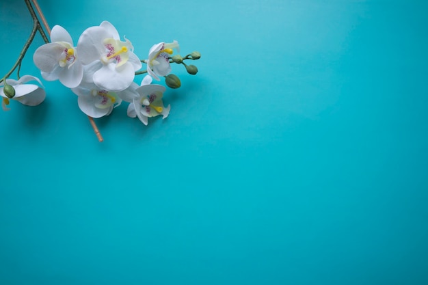 Foto gratuita flor sobre fondo azul