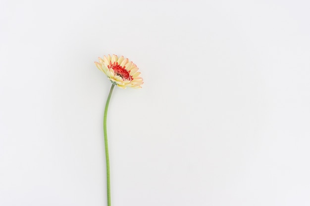 Flor solitaria sobre fondo blanco