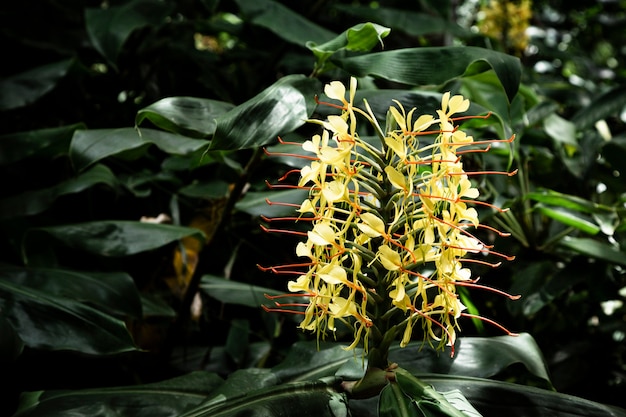 Flor tropical amarilla con fondo borroso