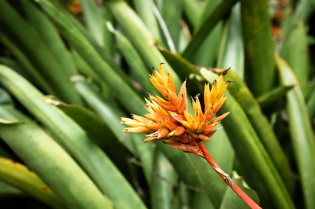 Flor tropical amarilla con fondo borroso