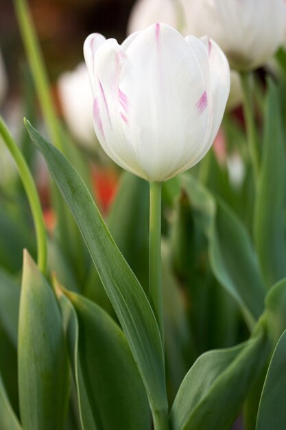 Flor de tulipán blanco