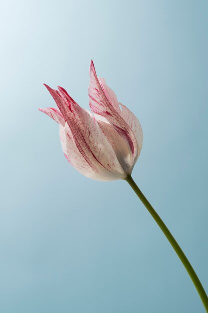 Flor de tulipán en el cielo