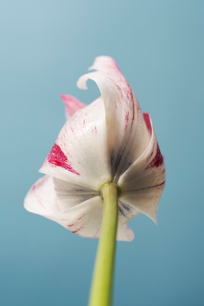 Flor de tulipán en el cielo