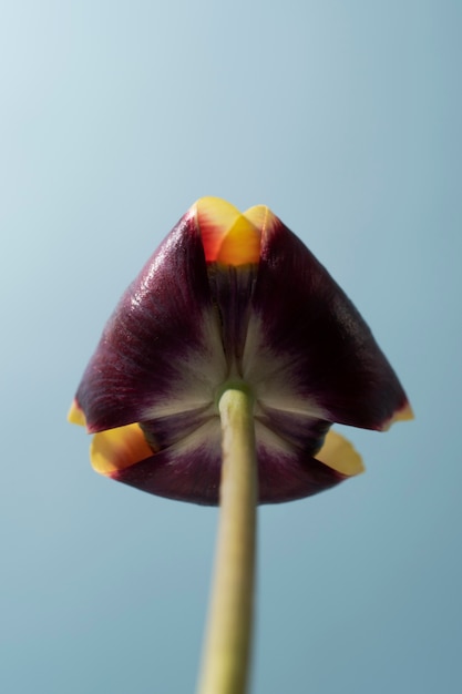 Flor de tulipán en el cielo