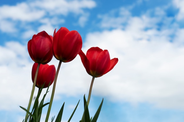 Foto gratuita flor de tulipán en el cielo