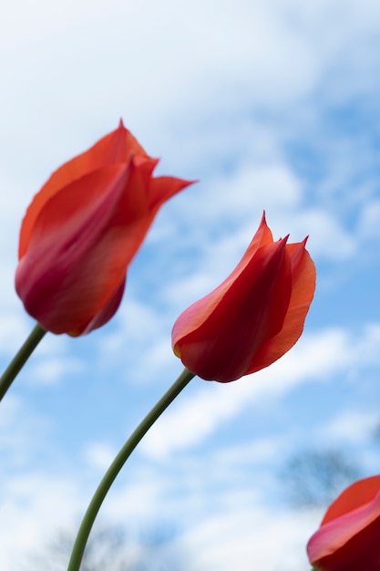 Foto gratuita flor de tulipán en el cielo