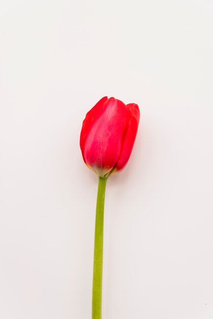 Flor de tulipán escarlata brillante