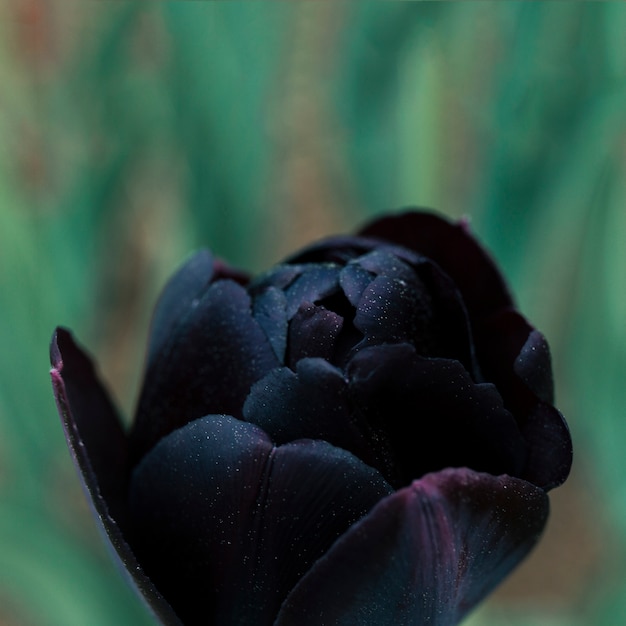 Flor de tulipán negro floreciente