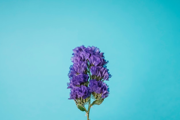 Flor violeta en azul