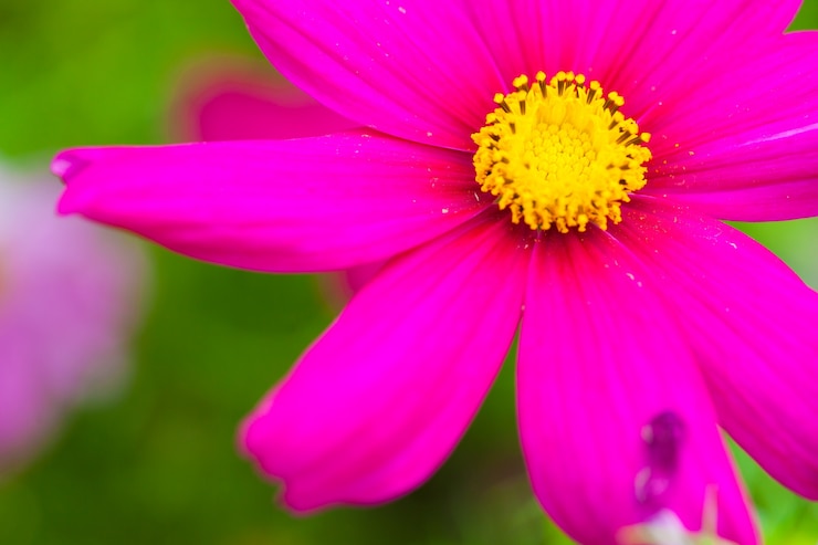 Foto gratuito flor