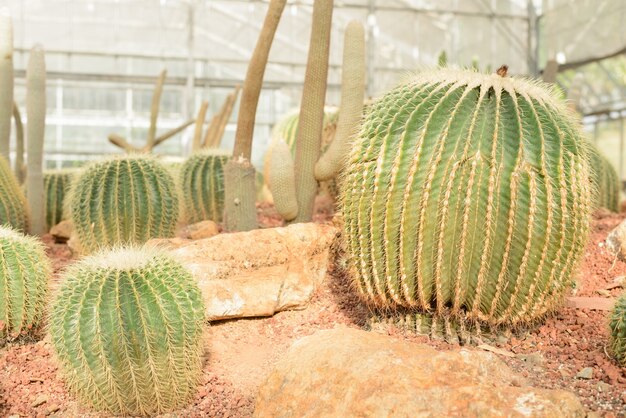 flora botánica del fondo del desierto espinoso