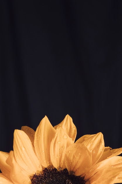 Foto gratuita floración amarilla fresca con centro oscuro en rocío.