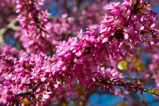 floración Cercis siliquastrum planta