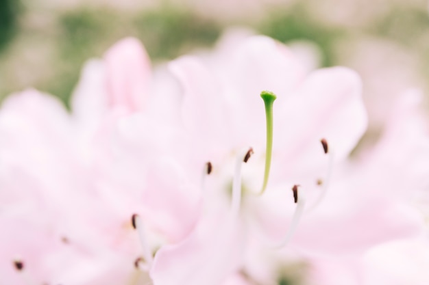 Foto gratuita floración de flores blancas