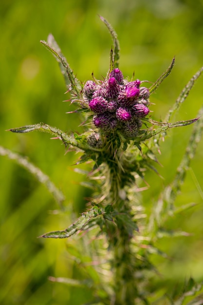 Foto gratuita floración de flores púrpuras en el campo